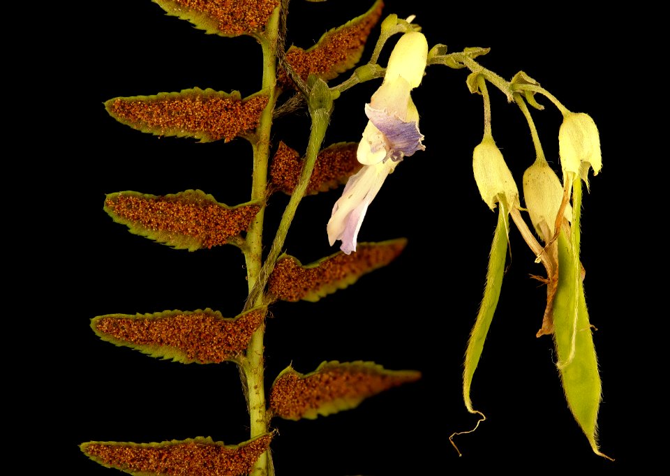 Amphicarpa bracteata, hog-peanut flower wrapped around Polystichum acrostichoides, Christmas fern, Howard County, MD 2017-09-13-15.46