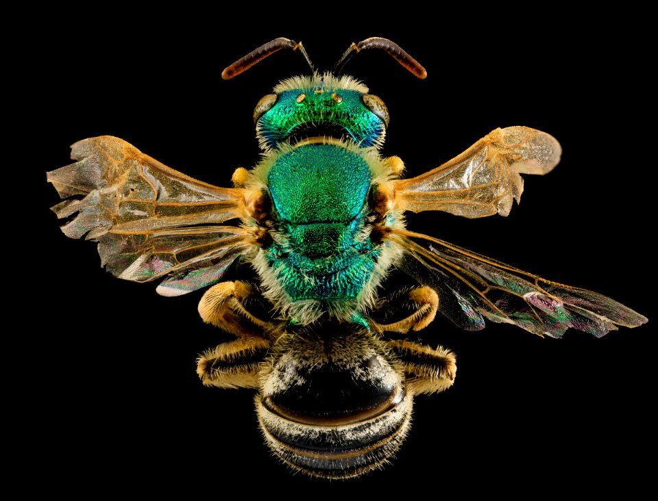 Agapostemon melliventris, F, back, Shannon Co., S. Dakota 2014-01-10-14.50.52 ZS PMax