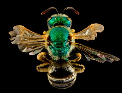 Agapostemon melliventris, F, back, Shannon Co., S. Dakota 2014-01-10-14.50.52 ZS PMax