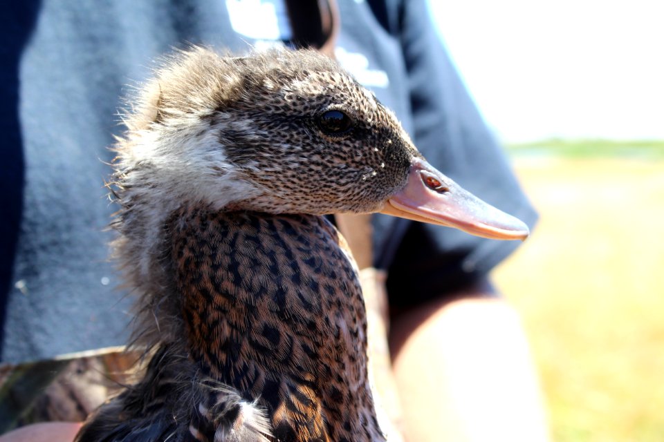 Juvenile mallard (Anas platyryhchos)