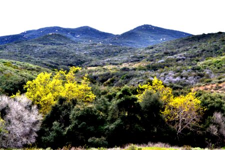 Coastal sage scrub and riparian habitat at San Diego National Wildlife Refuge