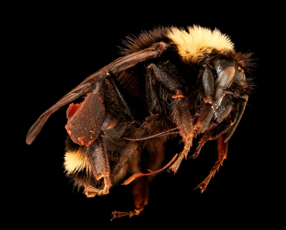 Bombus californicus,  f, right, Yolo Co, CA 2019-03-21-19.20.40 ZS PMax UDR