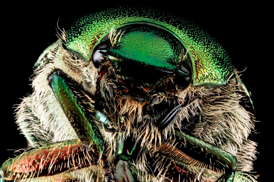 Popillia japonica, unknown, face 2012-07-24-15.09.14 ZS PMax