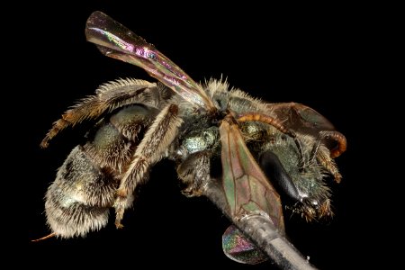 L. prasinogaster, F, Side, Utah, Garfield Co 2014-10-31-11.42