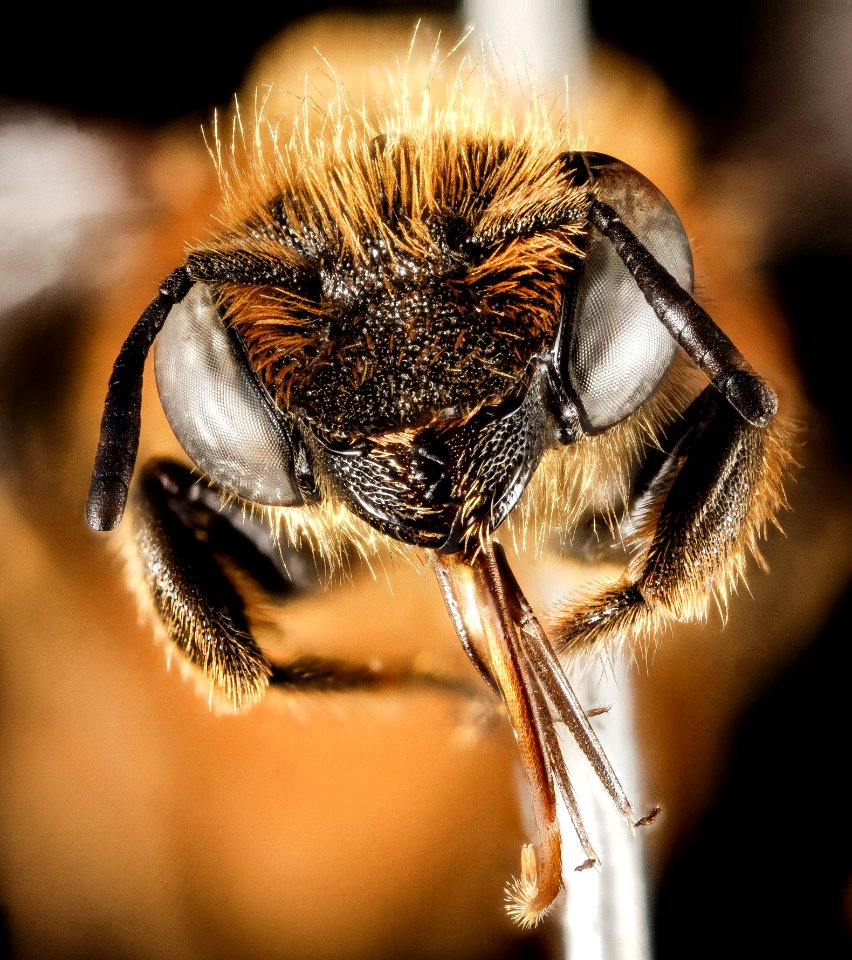 Osmia rufohirta, F, Face, Greece, Aegean Islands, Lesvos, Mytilene 2015-02-16-16.04.47 ZS PMax
