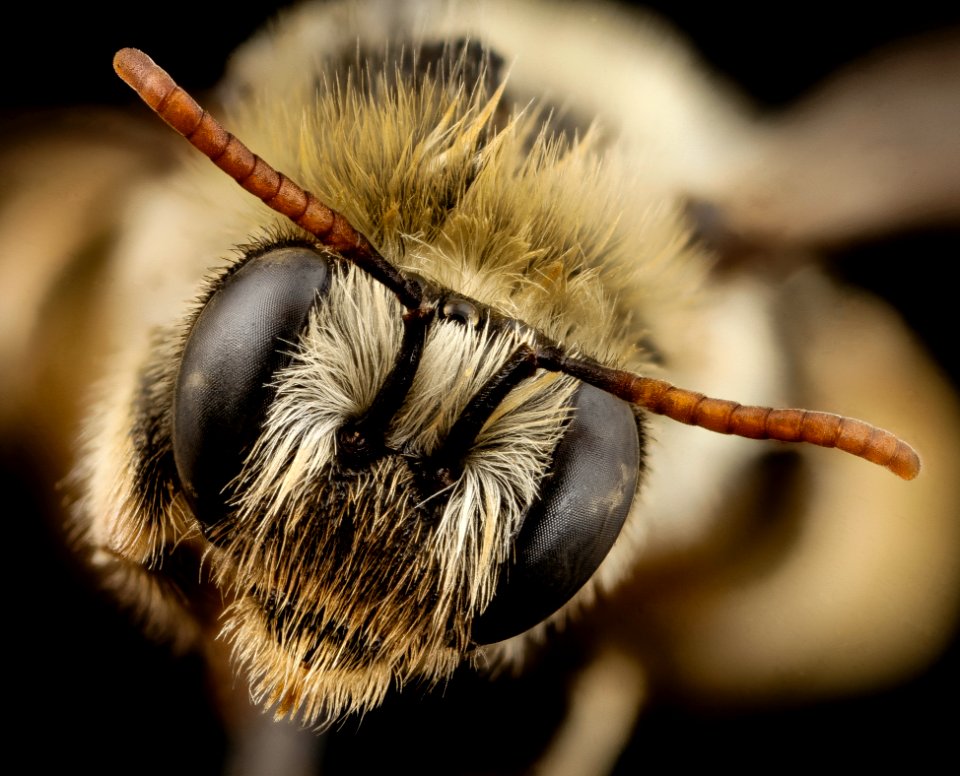 bee eucerine, f, chile, face 2014-08-09-14.03.29 ZS PMax