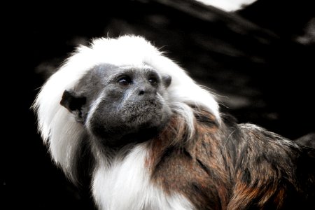 Saguinus oedipus