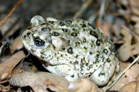 Arroyo toad photo