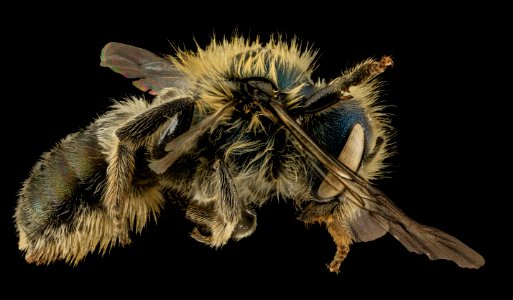 Osmia inspergens, F,, Side, MA, Barnstable County 2014-04-11-17.36.43 ZS PMax