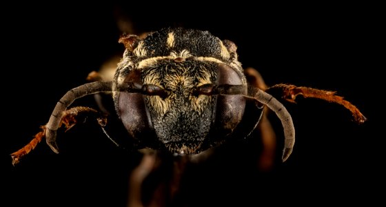 Triepeolus cressonii, f, face, Washington D.C 2018-04-23-18.00