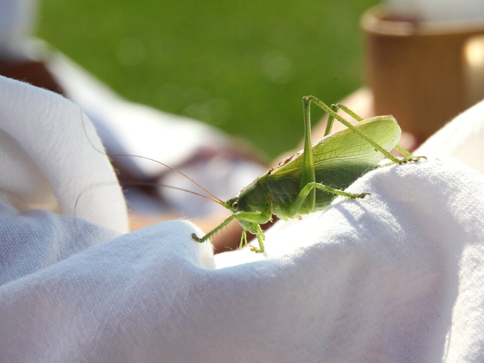 Insect animal nature