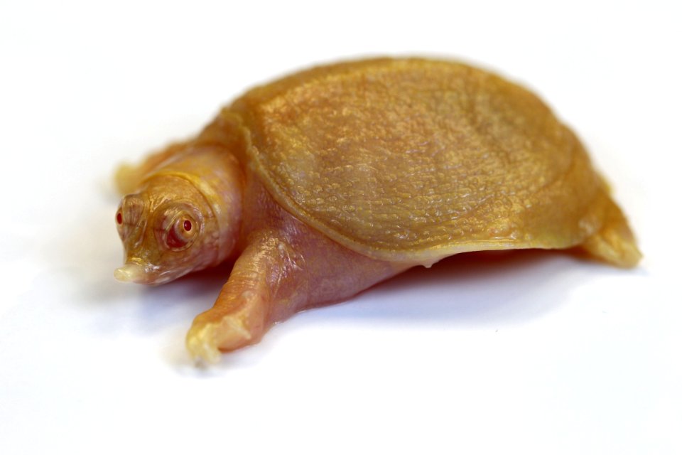 Chinese soft-shelled albino turtle