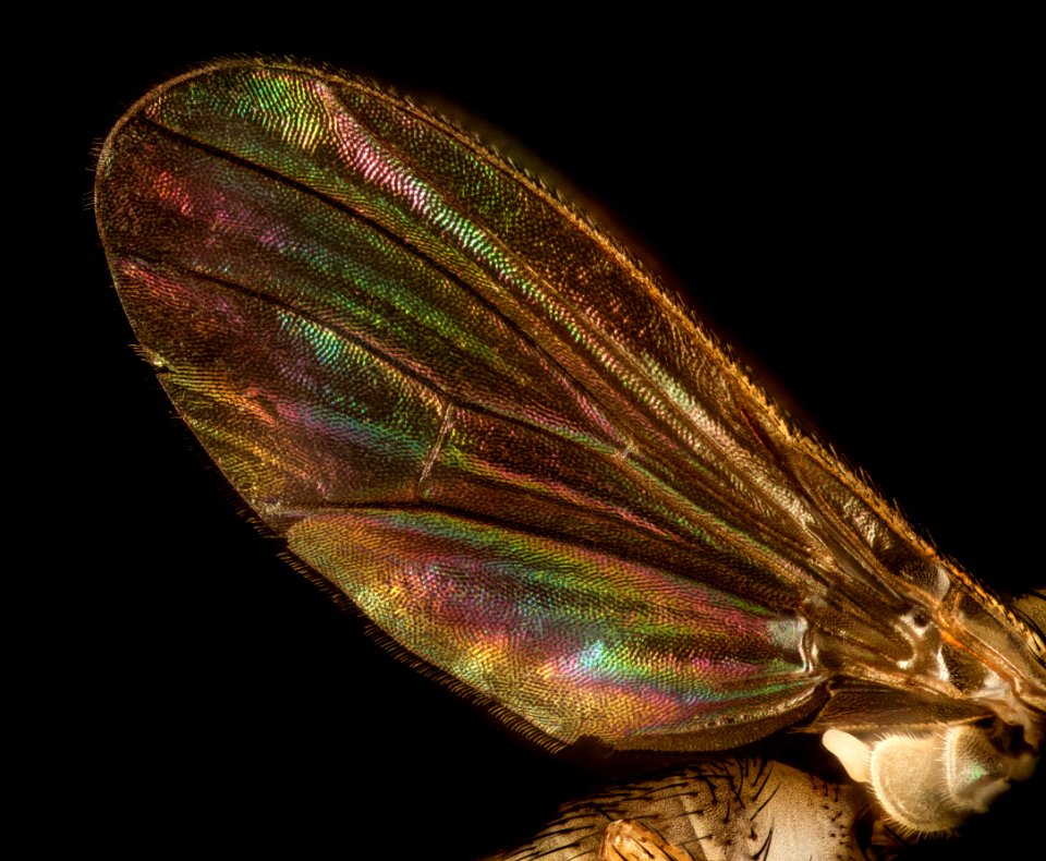 fly, md, kent, eastern neck nwr, side 2015-05-25-14.16.43 ZS PMax photo
