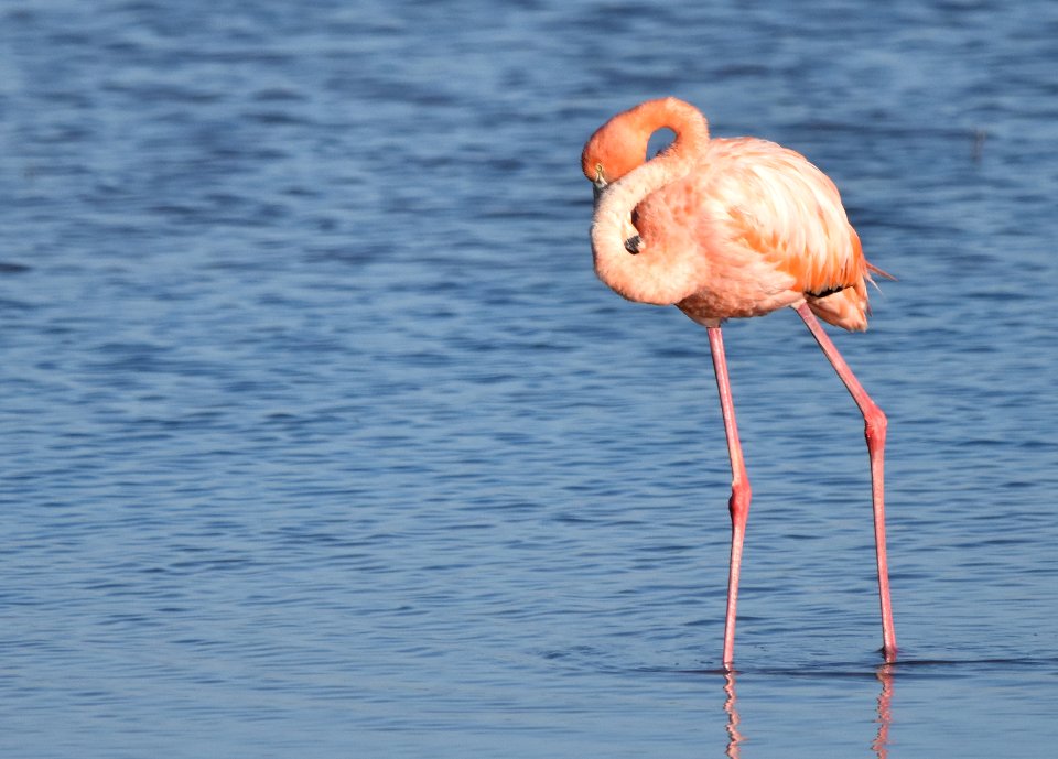 Flamingo hiding