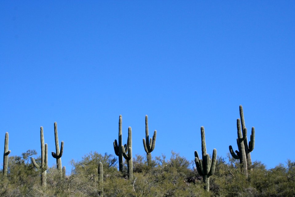 Cactus Horizon