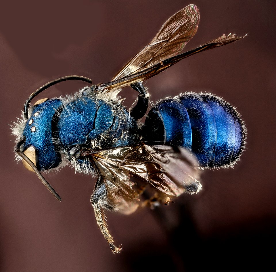 Osmia chalybea, M, back, Georgia, Camden County 2013-01-10-14.56.04 ZS PMax