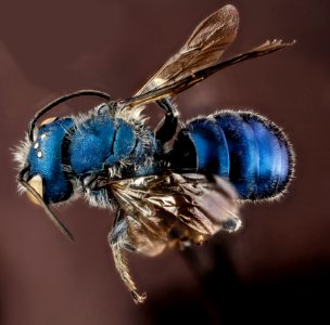 Osmia chalybea, M, back, Georgia, Camden County 2013-01-10-14.56.04 ZS PMax
