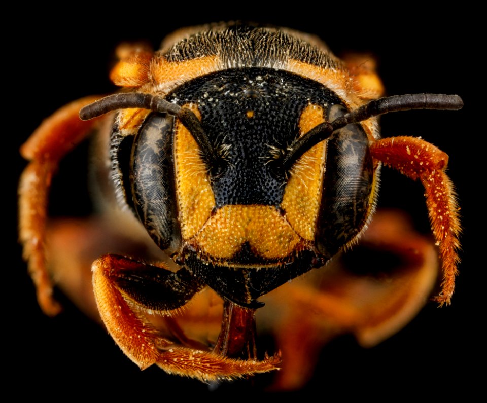 Dianthidium curvatum, F, face, Sandhills, South Carolina 2012-11-15-12.28.31 ZS PMax