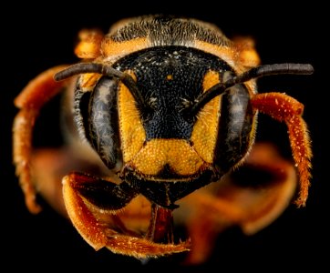 Dianthidium curvatum, F, face, Sandhills, South Carolina 2012-11-15-12.28.31 ZS PMax