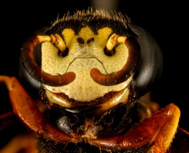 Wasp, U, Face, MD, Wicomico County, Groundworks Farm 2015-08-25-15.56.40 ZS PMax UDR photo