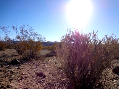 Desert Landscape photo