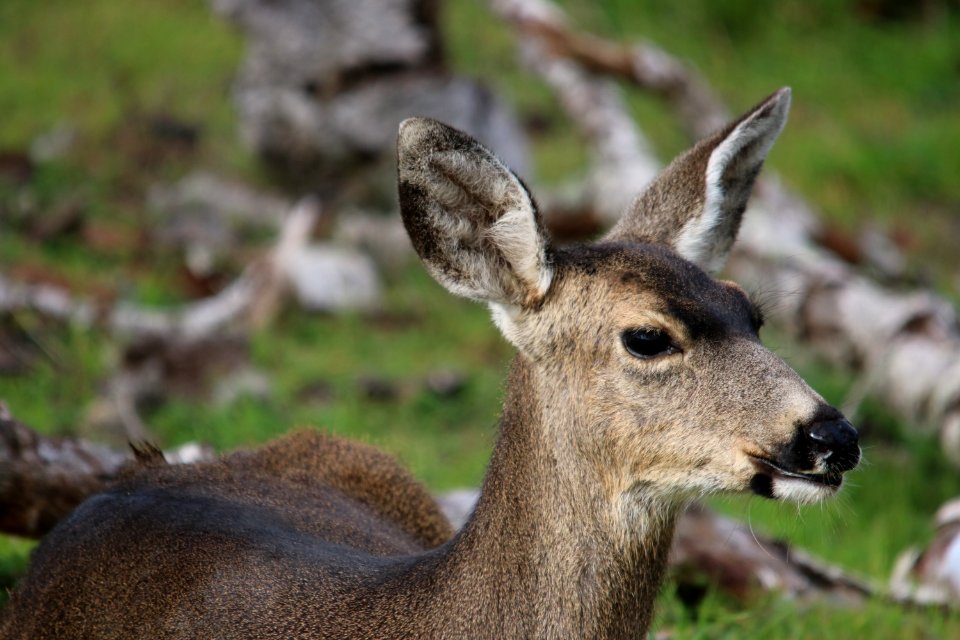 Female black-tailed deer