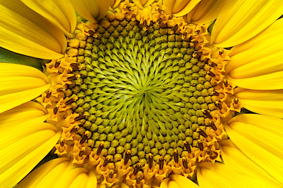 The Core of the Sun