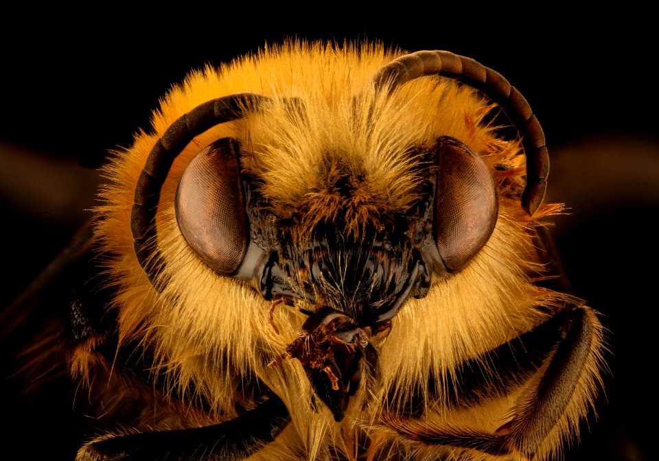 Cadeguala occidentalis, m, face, Canton, Chile 2018-07-14-01.10 photo