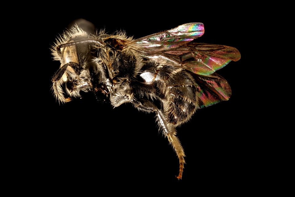 Hoplitis simplex, m, side, Charles Co, MD 2016-04-15-22.49