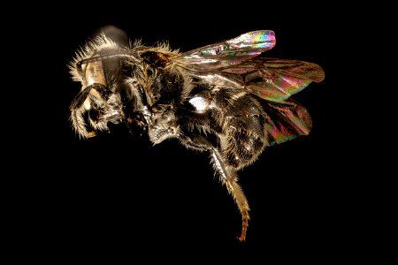 Hoplitis simplex, m, side, Charles Co, MD 2016-04-15-22.49