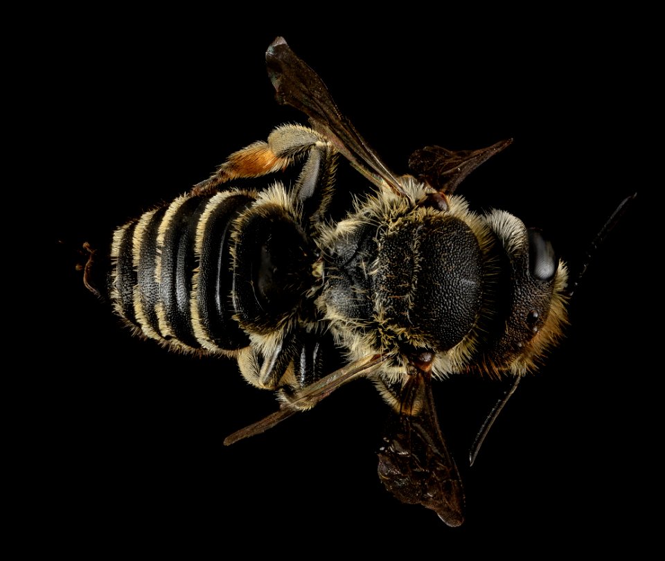 Megachile rotundata, F, Back, MD, Cecil County 2013-07-08-18.28.02 ZS PMax