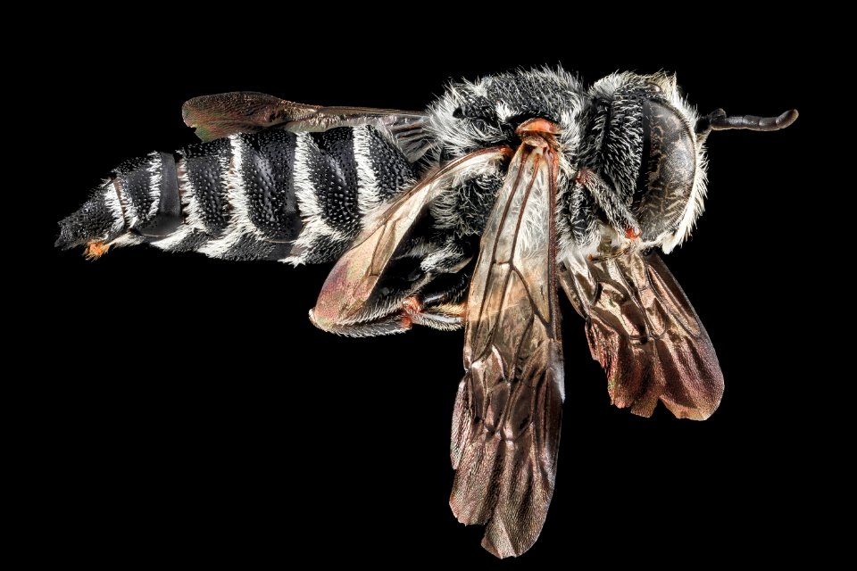 Coelioxys sayi, M, Side, MD, Baltimore 2013-06-23-18.49