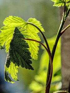 Nature natural plant