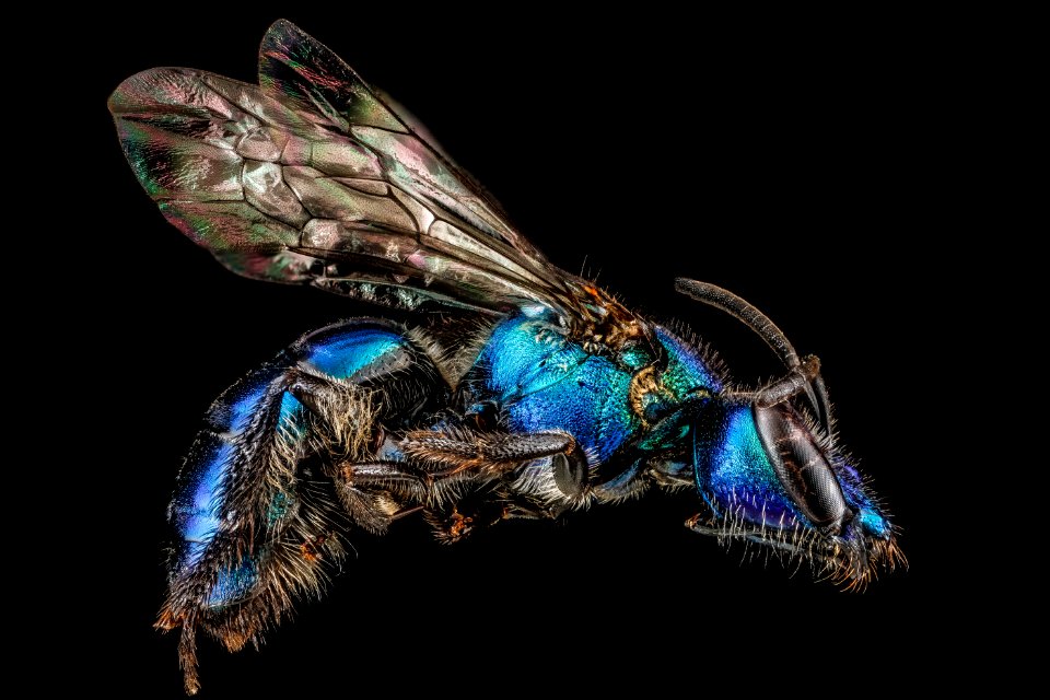 Augochlora regina, U, side, Dominican Republic 2012-09-27-11.12.59 ZS PMax
