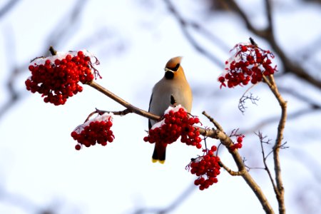 Bohemian waxwing photo