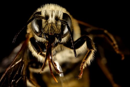 Hoplitis tigrina, M, Face, Greece, Aegean Islands, Lesvos, Sisil 2015-02-16-16.50.31 ZS PMax