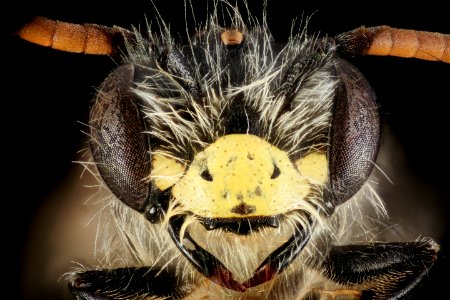 Andrena nida, m, face, Montgomery Co 2015-12-01-11.55 photo