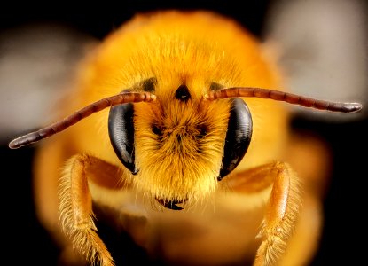 Paracolletes, m, australia, face 2014-10-11-18.58.15 ZS PMax photo