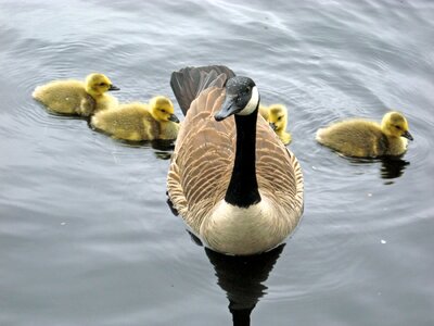 Young swimming lake photo