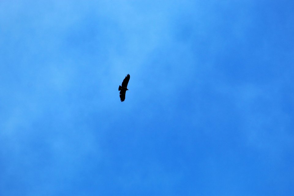 A special treat, the group sees their first wild condor soaring high above them.