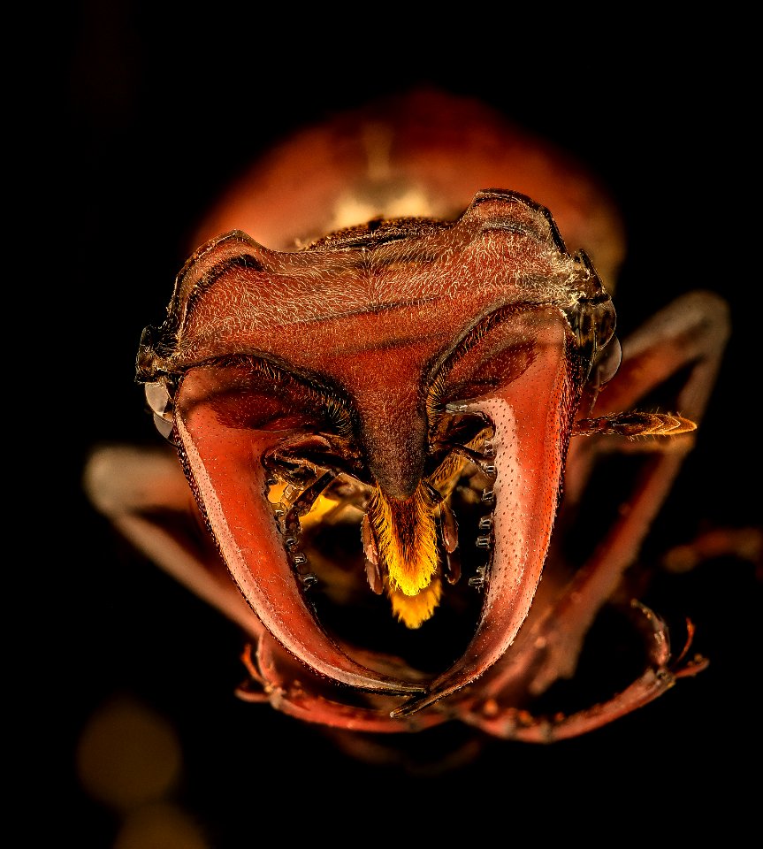 Lucanus elephus, straight on head, md 2018-07-04-18.02