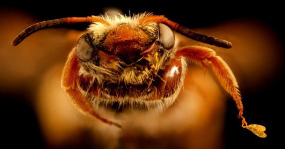 Andrena prunorum, m, face, Pennington, SD 2018-10-12-13.32.36 ZS