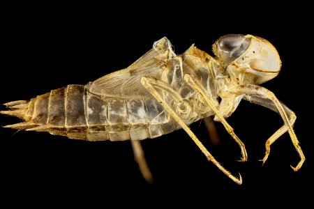 Tramea carolina, U, side, Lake Levi 2012-12-20-15.42.16 ZS PMax