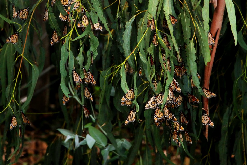 Monarchs Roosting on a Eucalyptus Tree