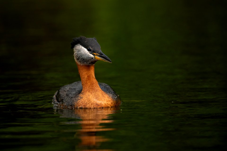 Red-necked grebe