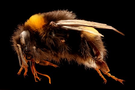 Bombus terrestris, f, left side, Culverden, New Zealand 2017-05-26-18.02