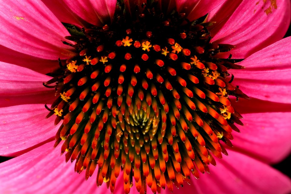Echinacea purpurea, disk flower 2, Howard, Md, GFG, Helen Lowe Metzman 2018-07-17-15.22.51 ZS PMax UDR