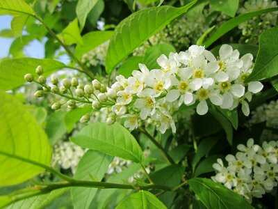 Tree shrub flora