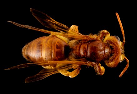 Andrena oman, f, oman, back 2014-10-11-16.09.57 ZS PMax
