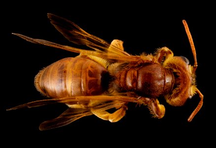 Andrena oman, f, oman, back 2014-10-11-16.09.57 ZS PMax photo